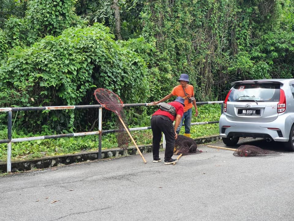 OPERASI MENANGKAP ANJING TIDAK BERTUAN