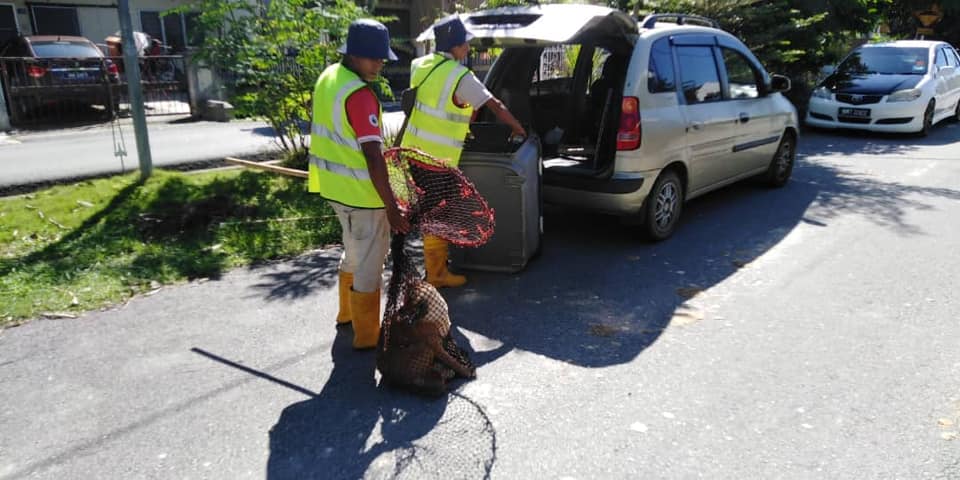 OPERASI MENANGKAP ANJING TIDAK BERTUAN