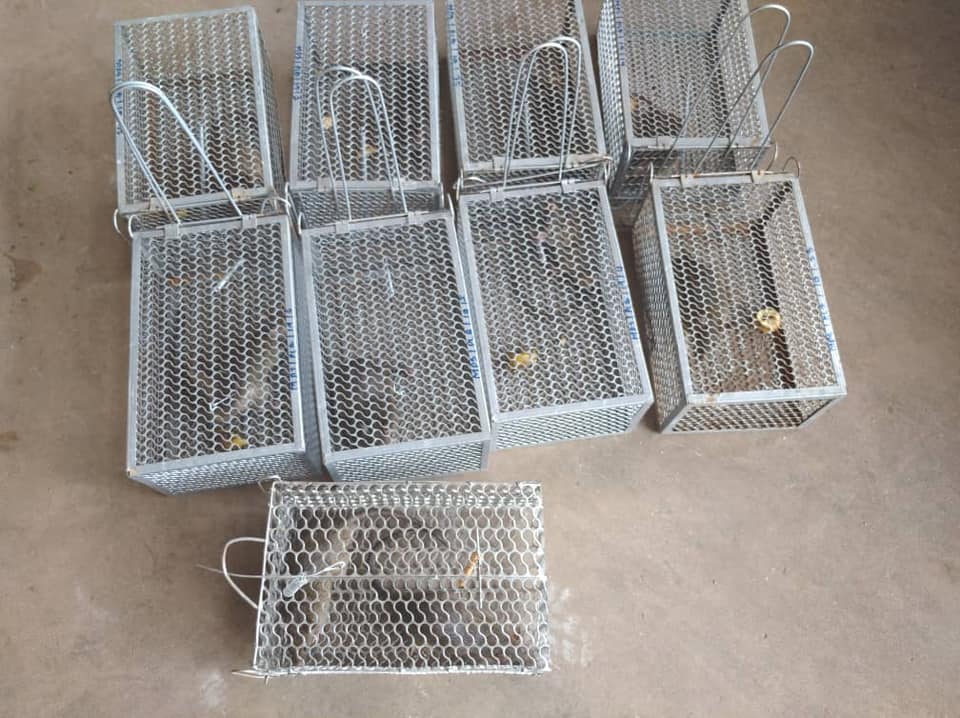 OPERASI TANGKAPAN TIKUS DI PASAR AWAM