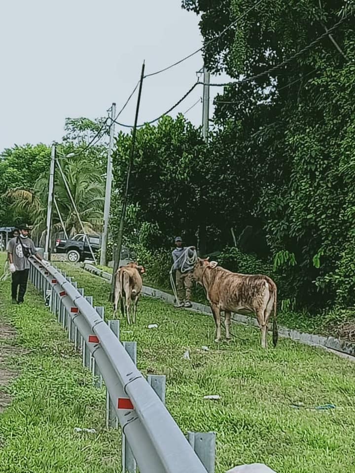 OPS MENANGKAP LEMBU BERKELIARAN