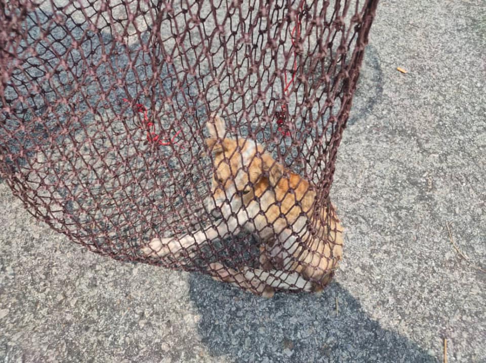 OPERASI MENYELAMATKAN HAIWAN TERBIAR (ANJING)