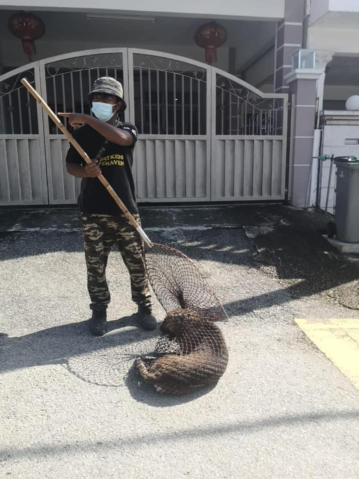 MENYELAMATKAN HAIWAN TERBIAR (ANJING)