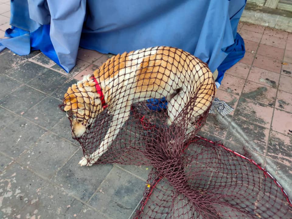 MENYELAMATKAN HAIWAN TERBIAR (ANJING)