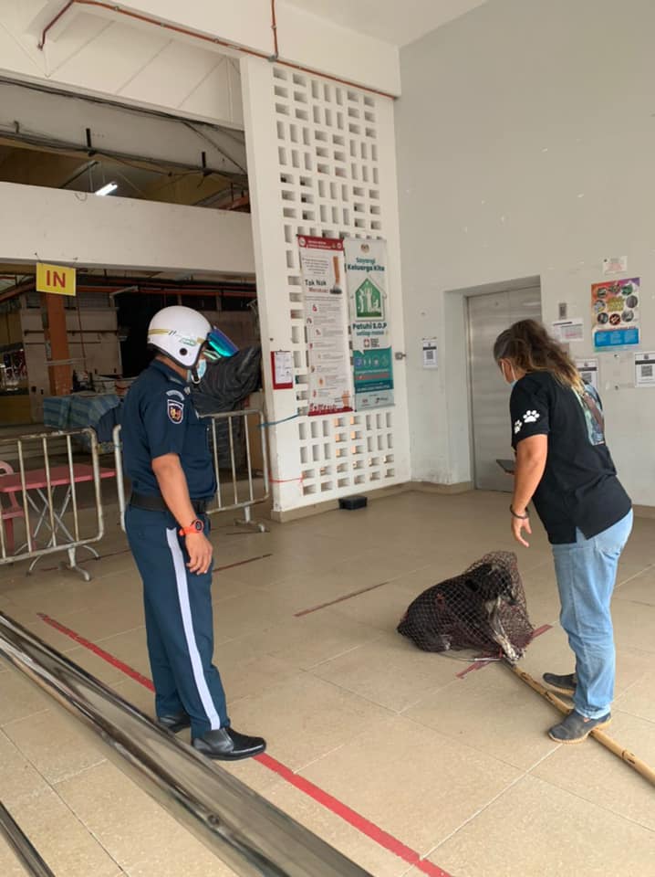 MENYELAMATKAN HAIWAN TERBIAR (ANJING)