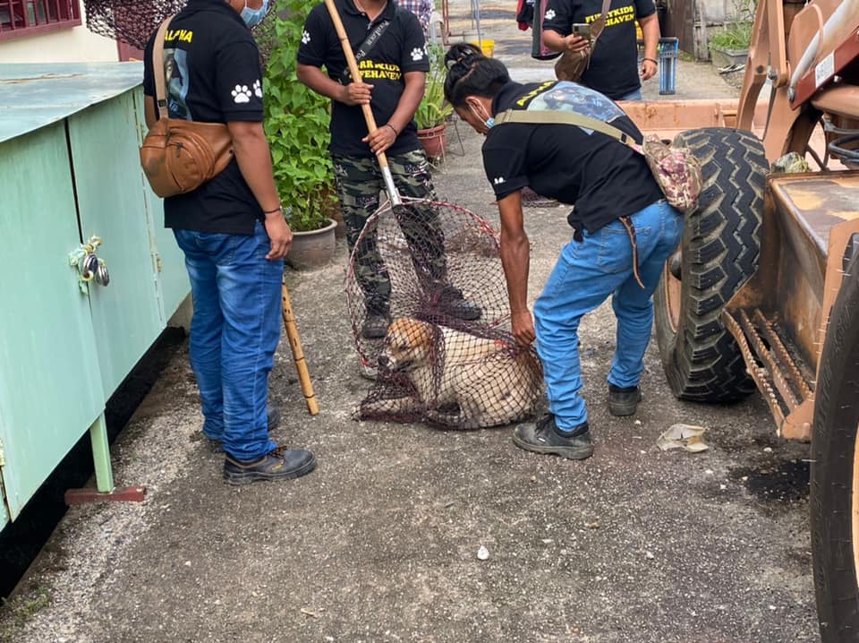 OPERASI MENYELAMATKAN HAIWAN TERBIAR (ANJING)