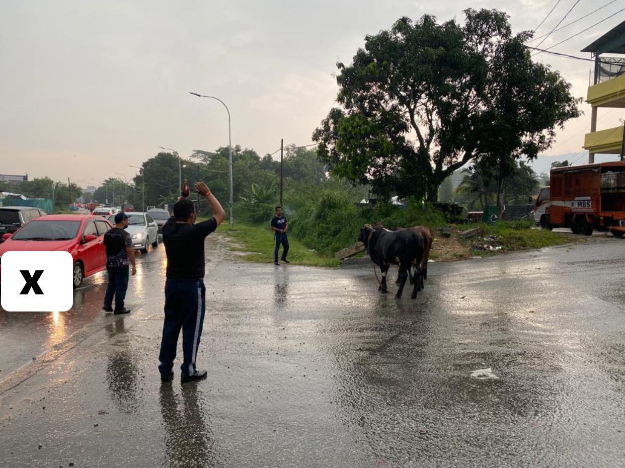 OPERASI HAIWAN TERNAKAN (LEMBU)
