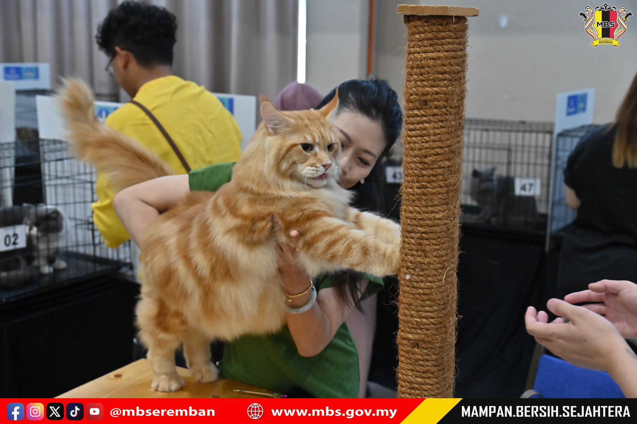 PERTANDINGAN & PERTUNJUKAN KUCING SEMPENA ULANG TAHUN KE-5 MAJLIS BANDARAYA SEREMBAN 2025