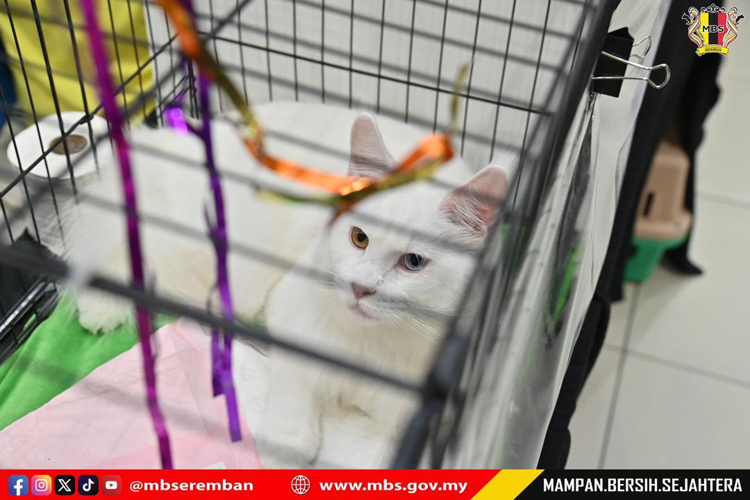 PERTANDINGAN & PERTUNJUKAN KUCING SEMPENA ULANG TAHUN KE-5 MAJLIS BANDARAYA SEREMBAN 2025