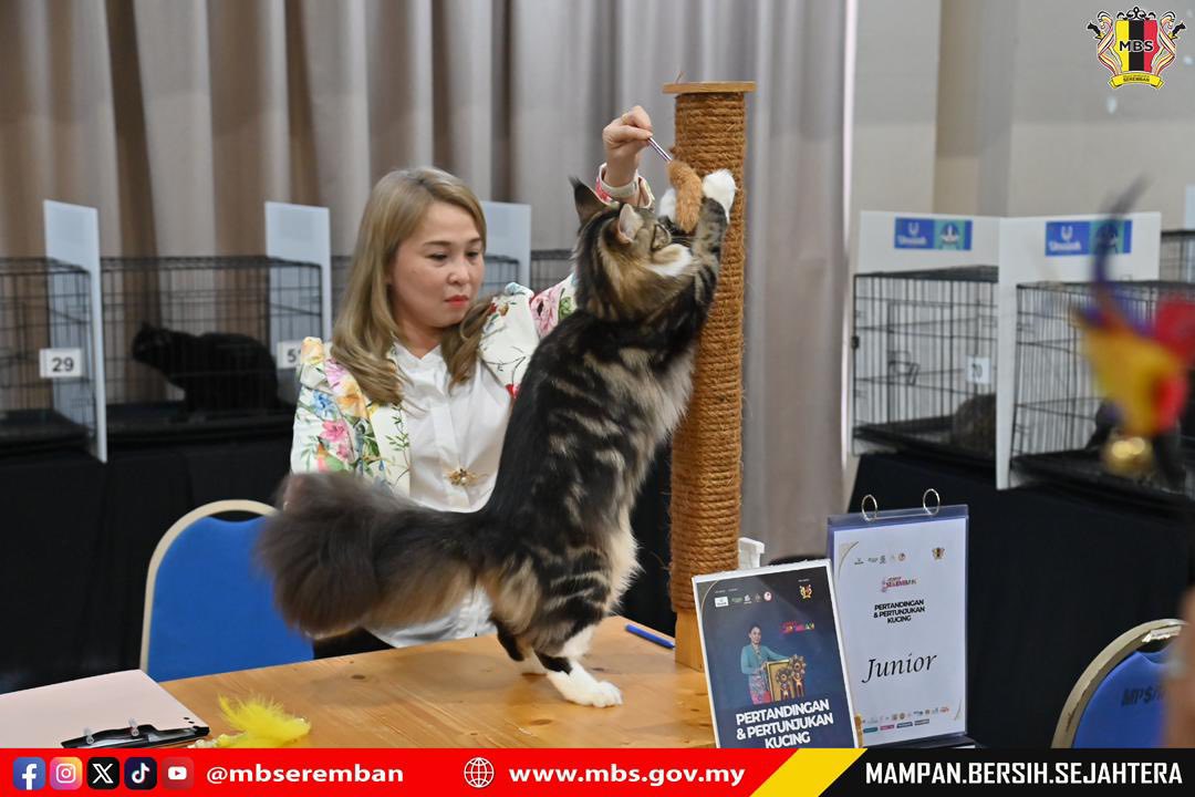 PERTANDINGAN & PERTUNJUKAN KUCING SEMPENA ULANG TAHUN KE-5 MAJLIS BANDARAYA SEREMBAN 2025