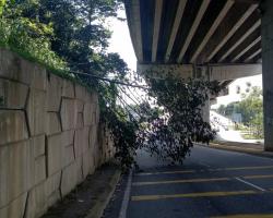 MPS telah membuat kerja-kerja CSR dgn membersihkan pokok tumbang di jalan utama di bawah flyover berdekatan Taman Bidara