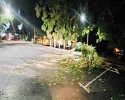 membersihkan pokok tumbang yg menghalang jalan ke laluan Masjid Negeri