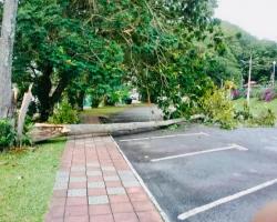 membersihkan pokok tumbang yg menghalang jalan ke laluan Masjid Negeri