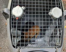 OPERASI MENANGKAP ANJING TIDAK BERTUAN