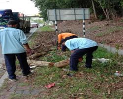 KERJA-KERJA PEMBERSIHAN DAHAN POKOK/SAMPAH