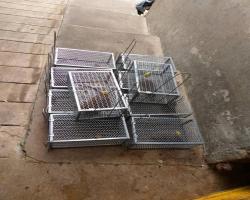 OPERASI TANGKAPAN TIKUS DI PASAR AWAM2