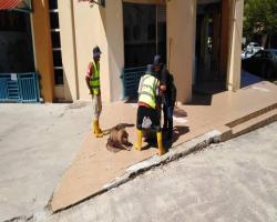 OPERASI MENANGKAP ANJING TIDAK BERTUAN