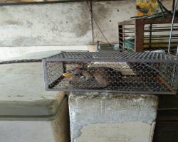 OPERASI TANGKAPAN TIKUS DI PASAR AWAM