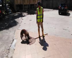 OPERASI MENANGKAP ANJING TIDAK BERTUAN