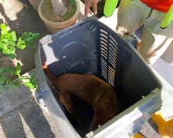 OPERASI MENANGKAP ANJING LIAR