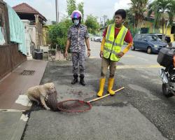 OPERASI MENANGKAP ANJING LIAR