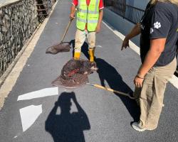 OPERASI MENANGKAP ANJING LIAR