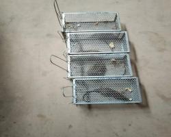 AKTIVITI KAWALAN TIKUS DI PASAR AWAM