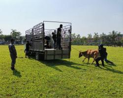 OPERASI MENANGKAP HAIWAN (LEMBU) MERAYAU DI TEMPAT  AWAM 1