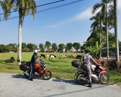 OPERASI MENANGKAP HAIWAN (LEMBU) MERAYAU DI TEMPAT  AWAM 1
