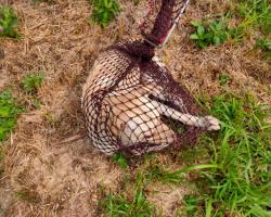 OPERASI MENYELAMATKAN HAIWAN TERBIAR (ANJING) 