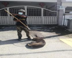 MENYELAMATKAN HAIWAN TERBIAR (ANJING)