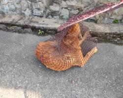 OPERASI MENYELAMATKAN HAIWAN TERBIAR (ANJING)