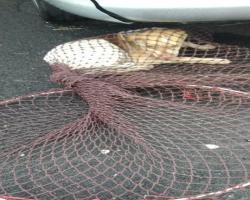 MENYELAMATKAN HAIWAN TERBIAR (ANJING)