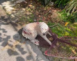 OPERASI MENYELAMATKAN HAIWAN TERBIAR (ANJING)