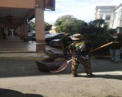 MENYELAMATKAN HAIWAN TERBIAR (ANJING)