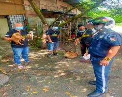 OPERASI MENYELAMATKAN HAIWAN TERBIAR (ANJING)
