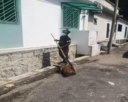 MENYELAMATKAN HAIWAN TERBIAR (ANJING)