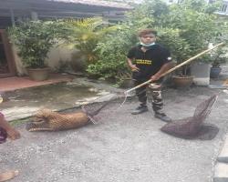 MENYELAMATKAN HAIWAN TERBIAR (ANJING)