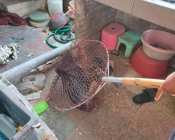 OPERASI MENYELAMATKAN HAIWAN TERBIAR (ANJING)