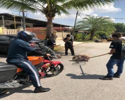 OPERASI MENYELAMATKAN HAIWAN TERBIAR (ANJING)