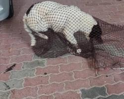 OPERASI MENYELAMATKAN HAIWAN TERBIAR (ANJING) 