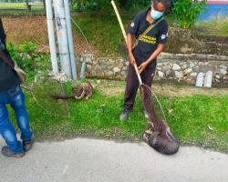 OPERASI MENYELAMATKAN HAIWAN TERBIAR (ANJING)