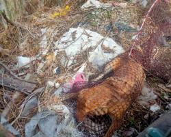 MENYELAMATKAN HAIWAN TERBIAR (ANJING)