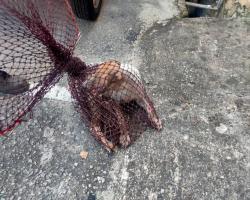 MENYELAMATKAN HAIWAN TERBIAR (ANJING)