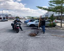 OPERASI MENYELAMATKAN HAIWAN TERBIAR (ANJING)