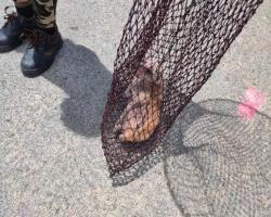 OPERASI MENYELAMATKAN HAIWAN TERBIAR (ANJING) 