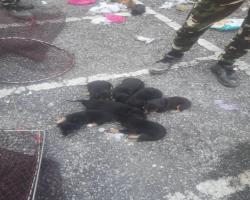 MENYELAMATKAN HAIWAN TERBIAR (ANJING)