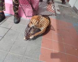 OPERASI MENYELAMATKAN HAIWAN TERBIAR (ANJING) 