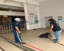 MENYELAMATKAN HAIWAN TERBIAR (ANJING)