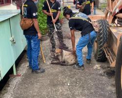 OPERASI MENYELAMATKAN HAIWAN TERBIAR (ANJING)