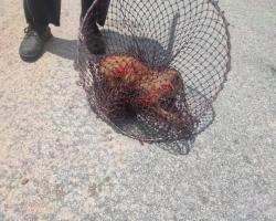 OPERASI MENYELAMATKAN HAIWAN TERBIAR (ANJING) 